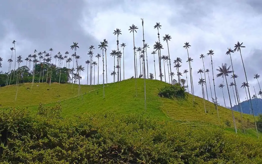 Palmas de cera en el Valle del Cocora, Quindío